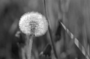 Pusteblume: 749x495, 256KB