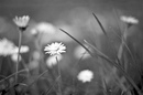 Gänseblümchen: 749x496, 260KB