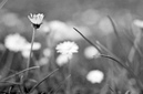 Gänseblümchen: 749x495, 264KB