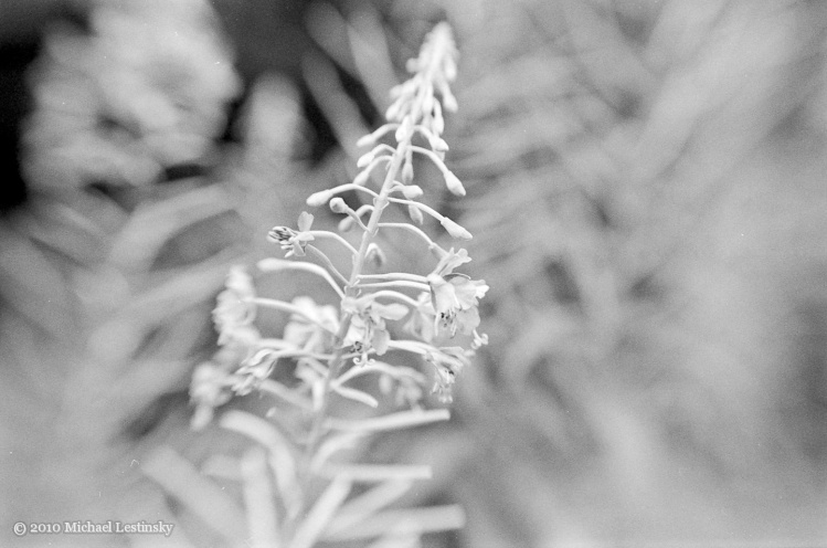 Mosel6 (4/25) (Image 4/25)