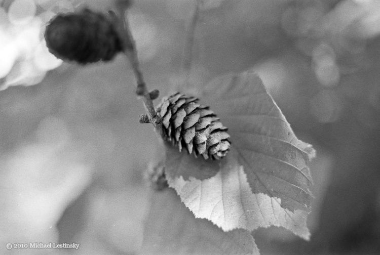 Mosel6 (17/25) (Image 17/25)