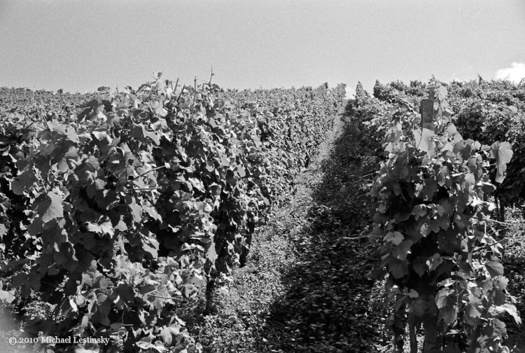 Mosel6 (19/25) (Image 19/25)