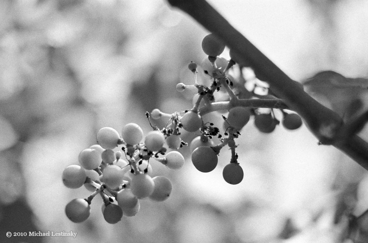 Mosel6 (22/25) (Image 22/25)