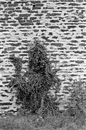 Mosel6: 430x649, 356KB