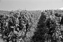 Mosel6: 750x504, 376KB